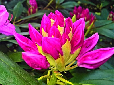 Rhododendron flower flower buds dark pink photo