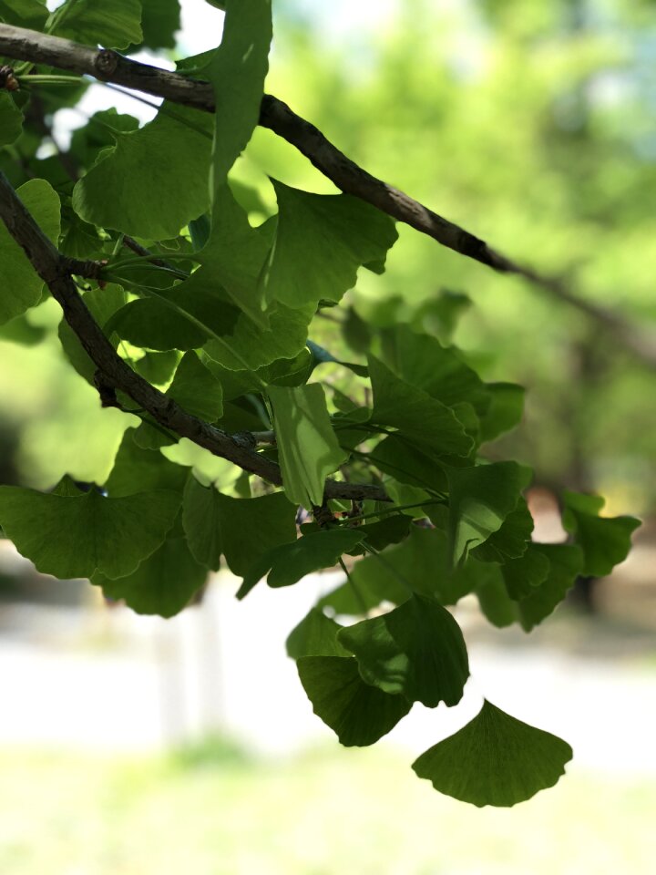 Branch freshness natural
