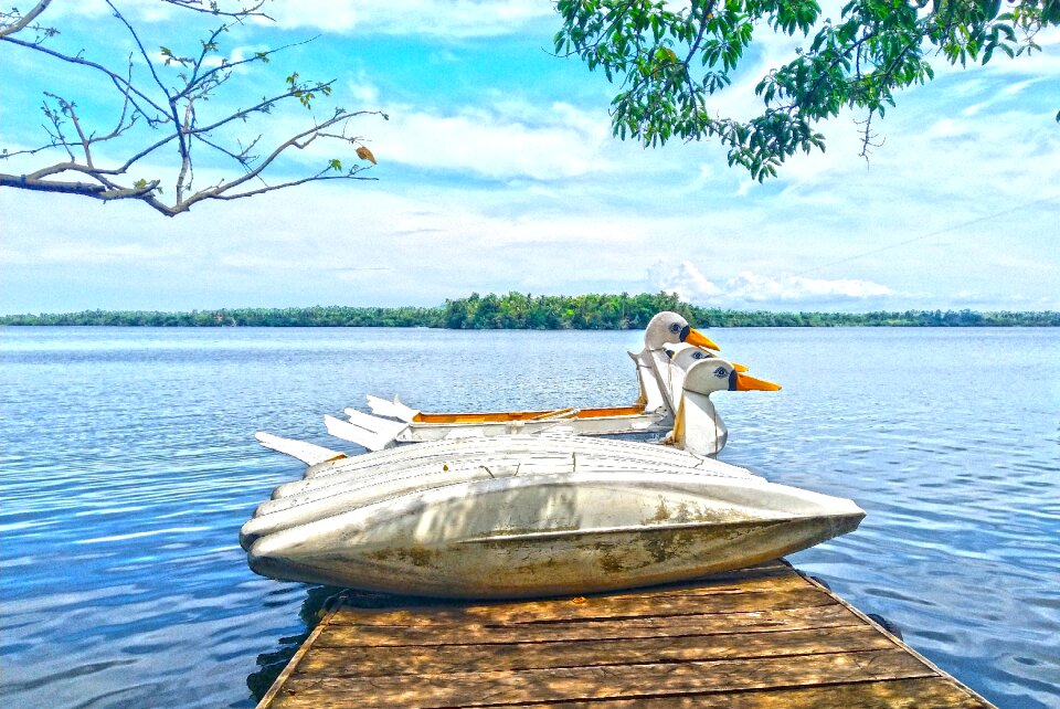 Outdoor boats swans