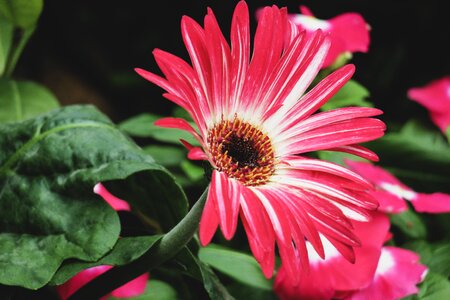 Wild flowers hua xie red