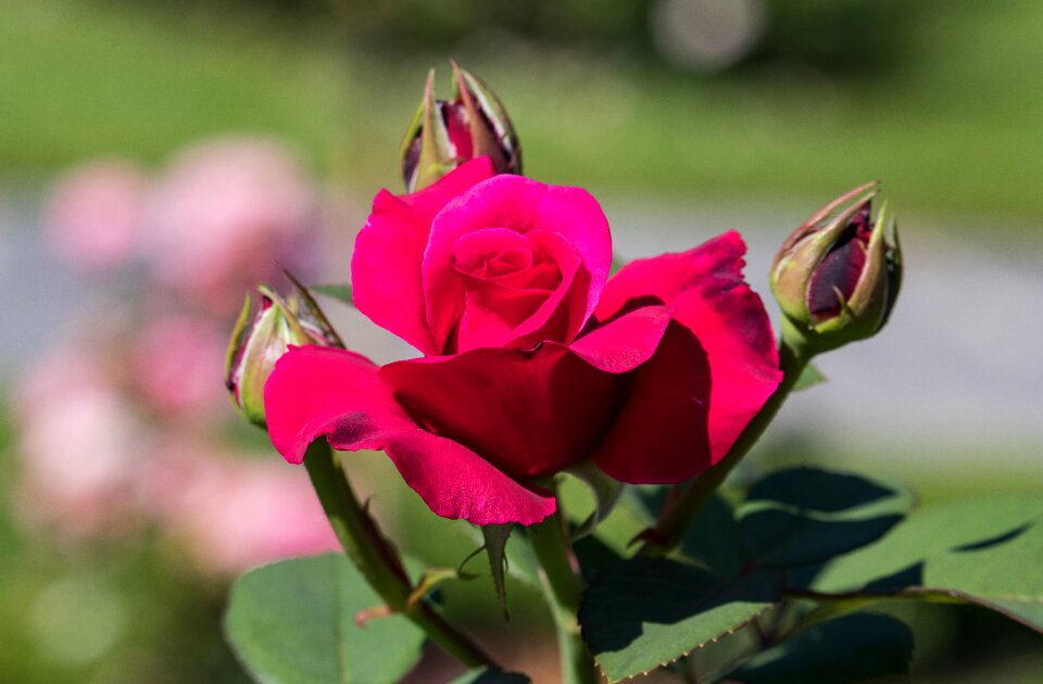 Ornamental flower ornamental plant garden