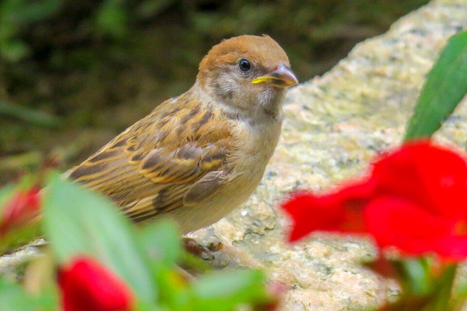 Stone sparrow beak