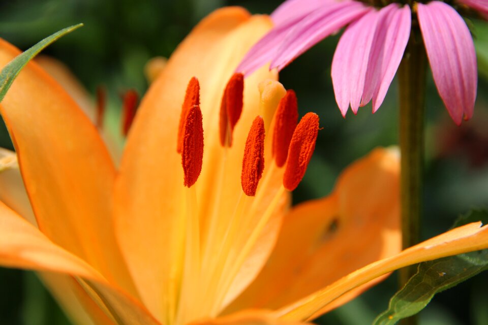 Nature plant summer
