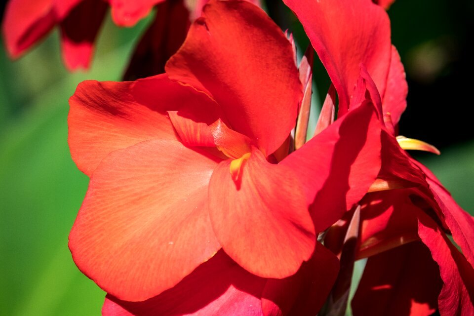 Ornamental flower ornamental plant garden