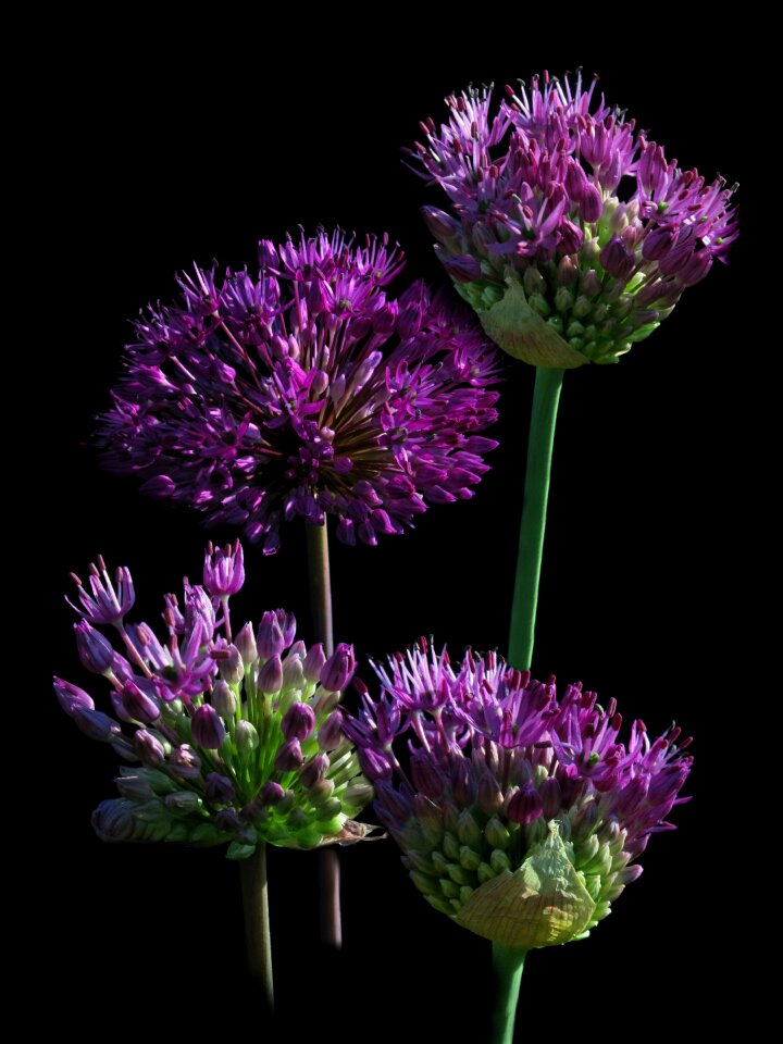 Plant close up leek