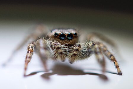 Nature cobweb insect photo