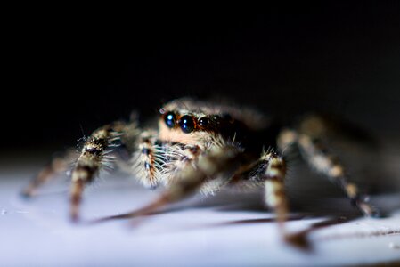 Nature cobweb insect