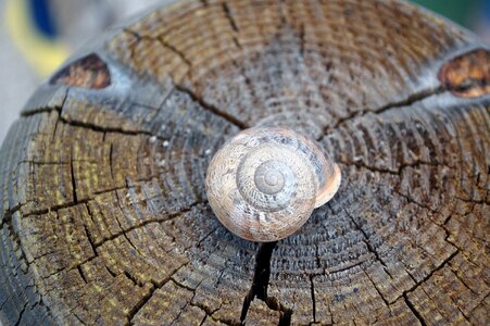 Shell wood tribe
