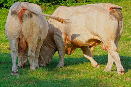 Race cattle animal photo