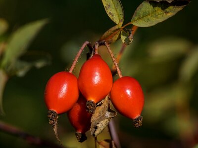 Red nature plant photo