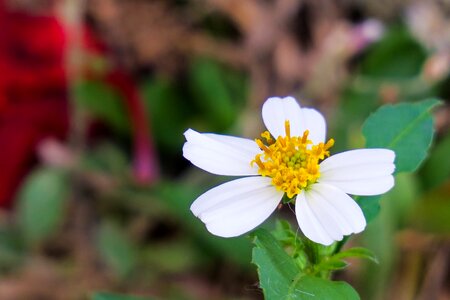 Flower plant summer