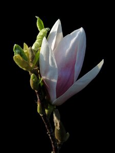 Plant nature white blossom