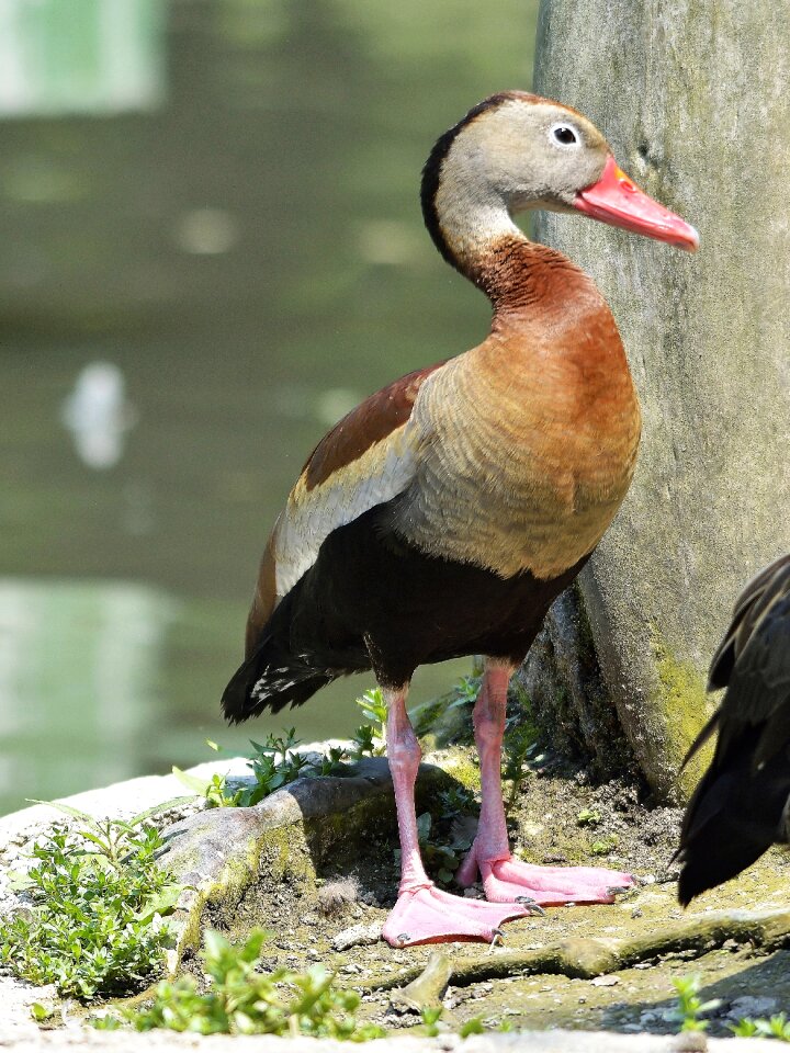 Animals bird duck