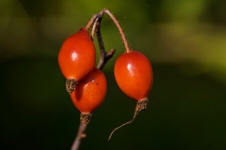Red nature plant