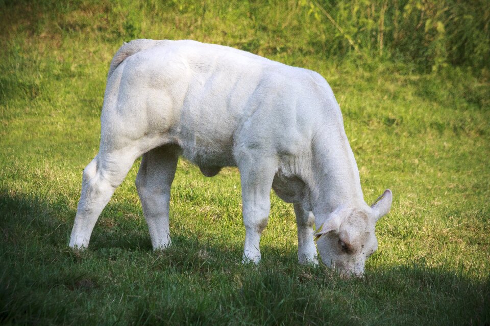 Cattle animal pasture