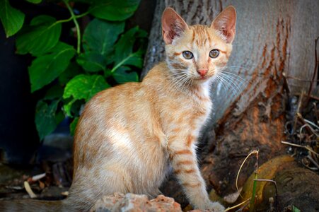 A young kitten cat eyes eyes photo