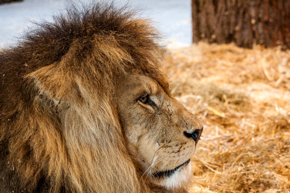 Animal mammal africa