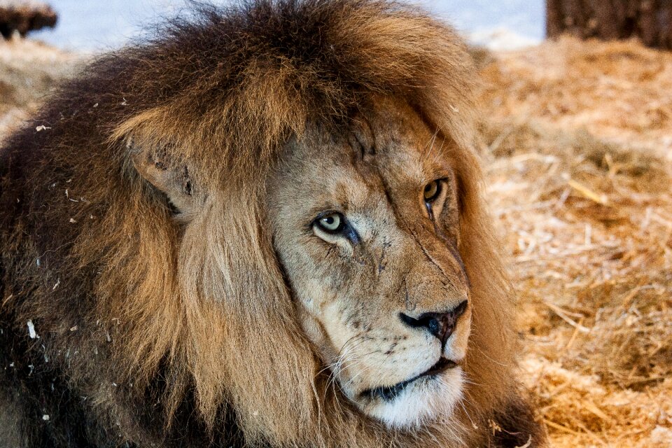 Animal mammal africa