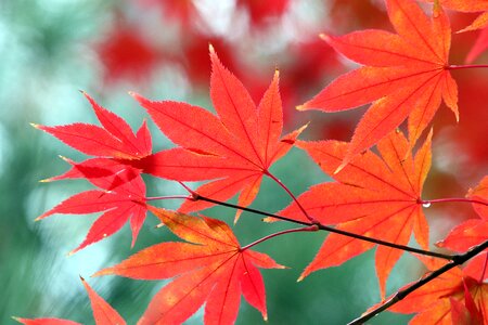 Nature wood leaf photo