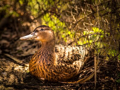 Water bird water wild photo