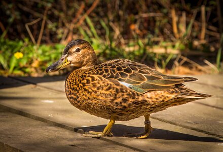 Water bird water wild