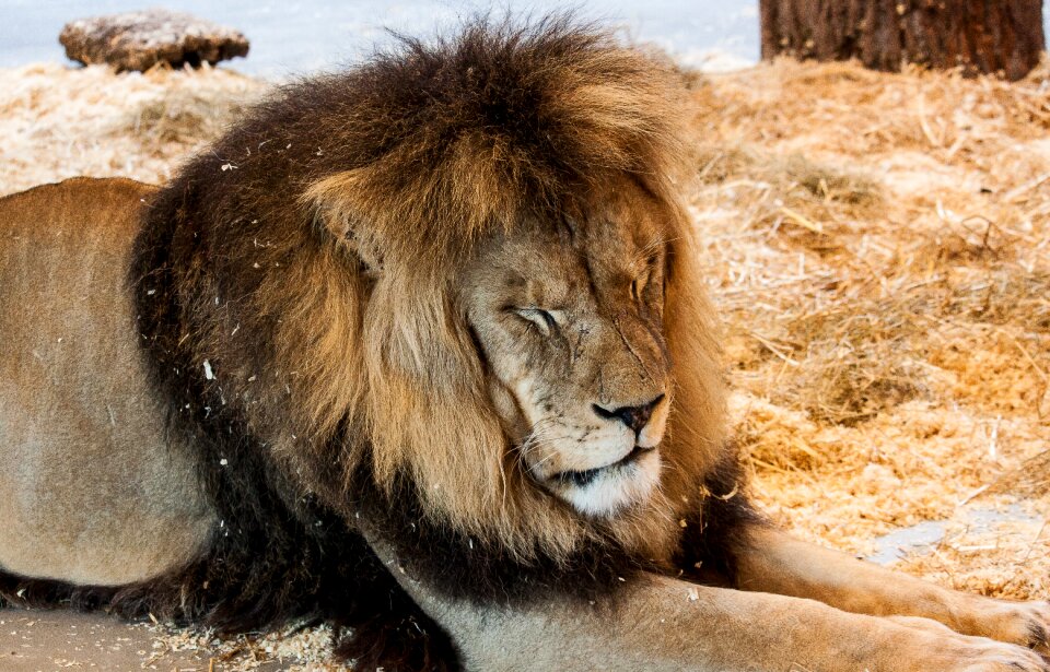 Animal mammal africa