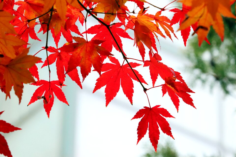 Nature wood leaf