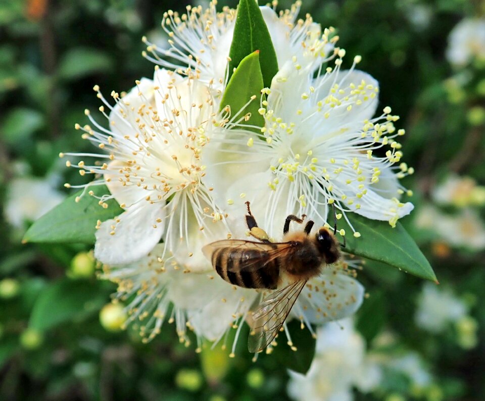 Myrtle pollen garden