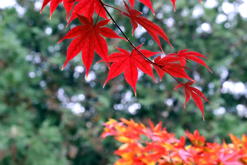 Nature wood leaf