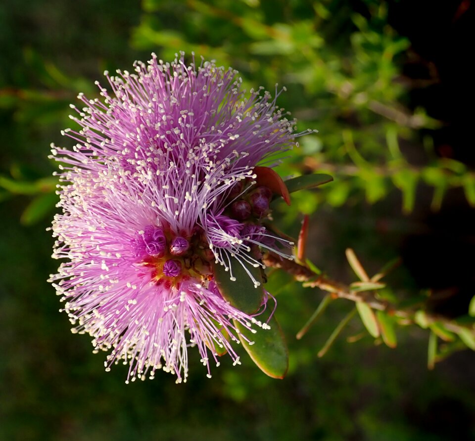 Plant melaleuca garden