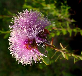 Plant melaleuca garden photo