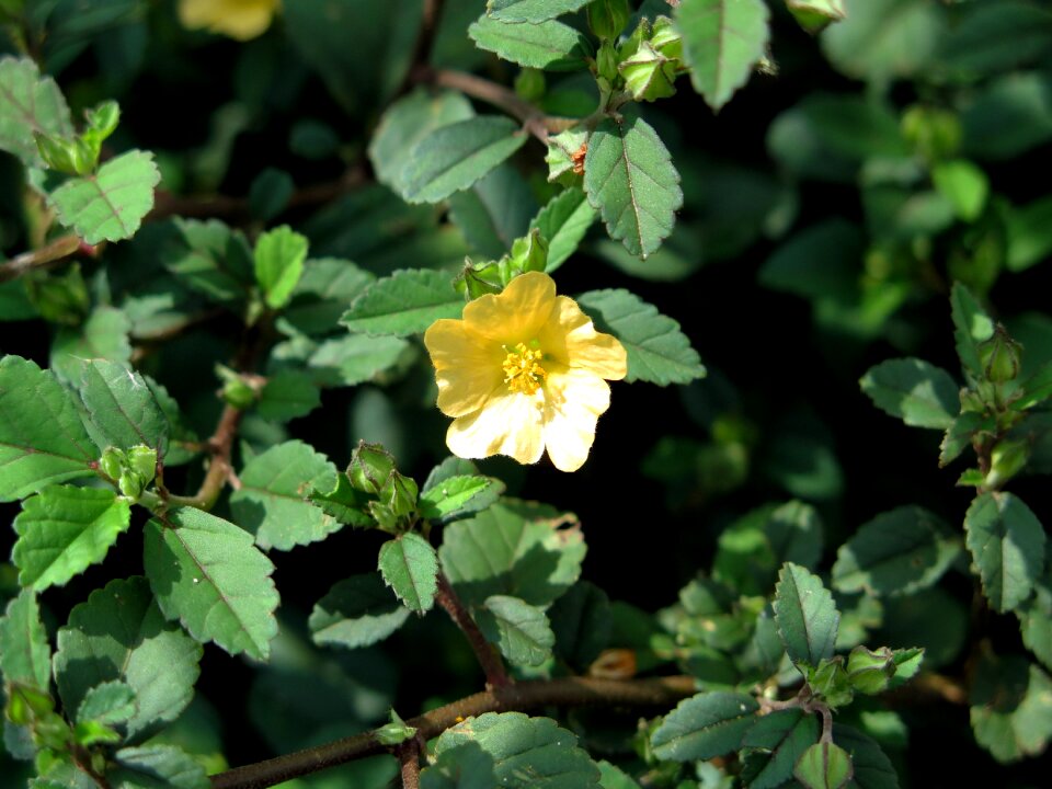 Natural plant flower