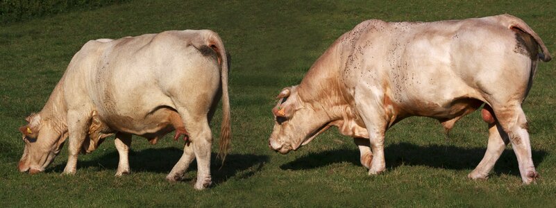 Cattle mammal pasture photo