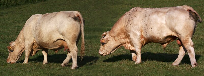 Cattle mammal pasture