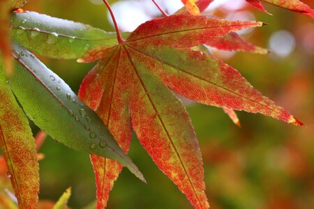 Nature wood leaf photo