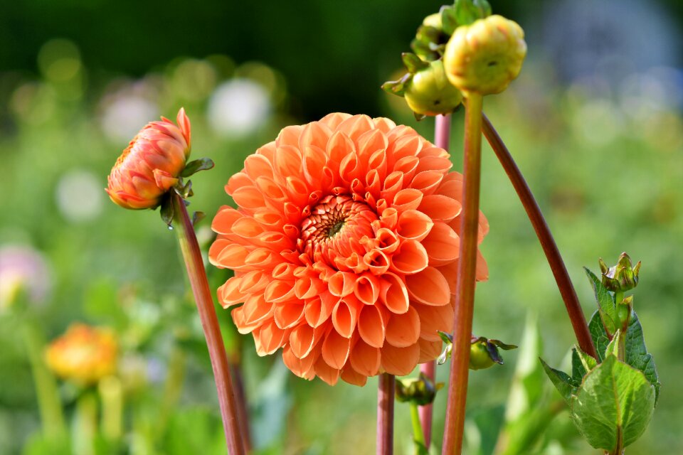 Bud dahlia garden garden plant