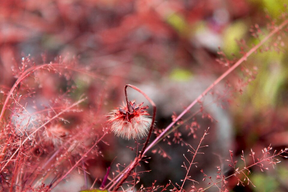 Nature bloom close-up