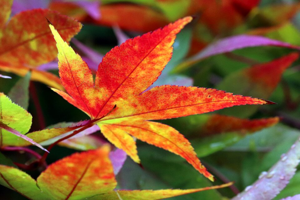 Nature wood leaf