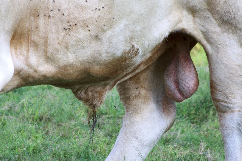 Male race cattle