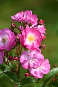 Flowering rosary pink flowers