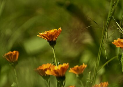 Plant flower daisy
