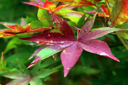 Nature wood leaf