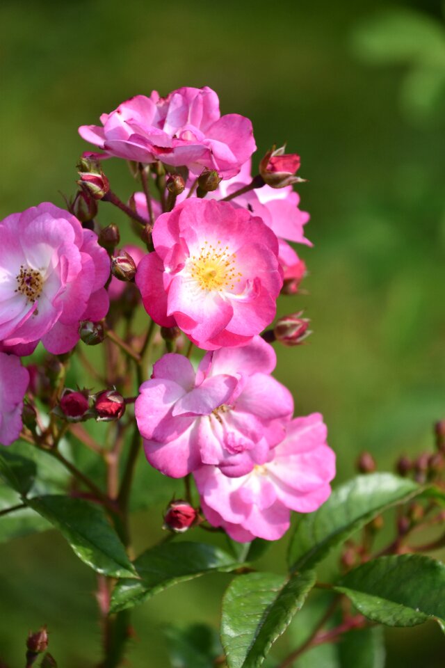 Rosary flowering pink flowers