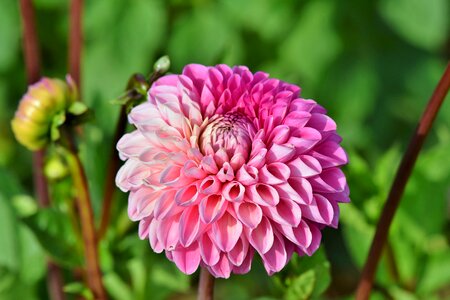 Bud dahlia garden garden plant photo