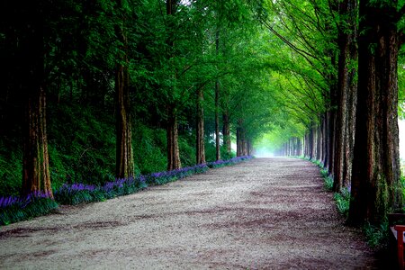 Avenue scenery republic of korea