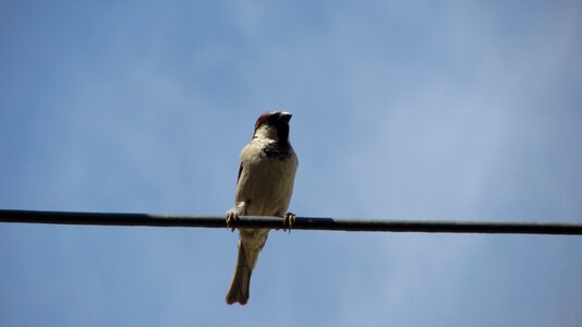 Blue nature bird