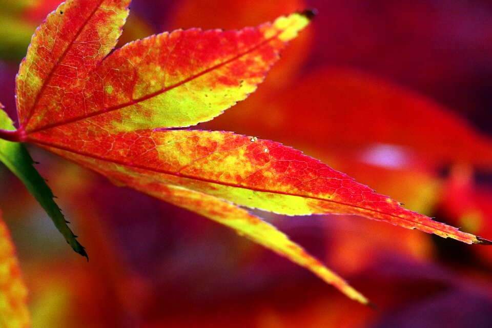 Nature wood leaf