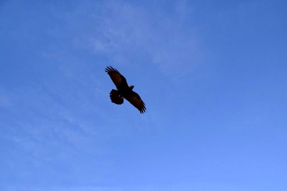 Animal raven flying