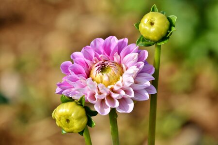 Bud garden plant blossom photo