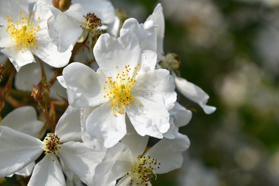 Nature flowering garden